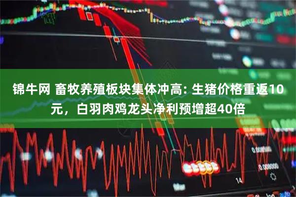 锦牛网 畜牧养殖板块集体冲高: 生猪价格重返10元，白羽肉鸡龙头净利预增超40倍